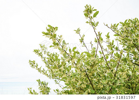 グミの花 31831597