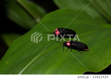 ほたる ほたる 31832420