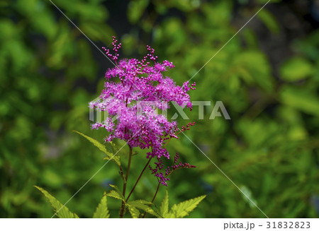 キョウガノコ キョウガノコ 31832823