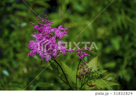 キョウガノコ キョウガノコ 31832824