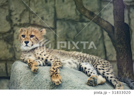 チーターの子供 チーターの子供 31833020