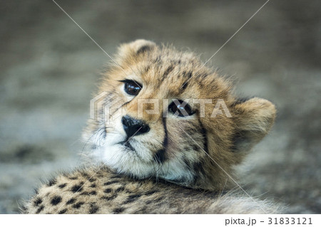 幼いチーター 幼いチーター 31833121