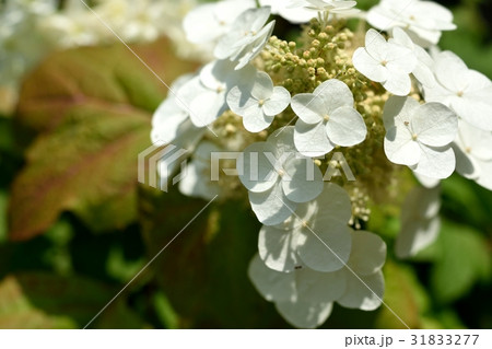 カシワバアジサイ 31833277