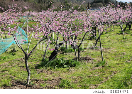 桃の花 31833471