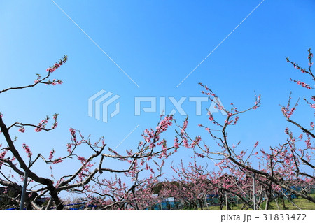桃の花 31833472