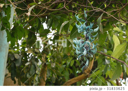 ヒスイカズラ ヒスイカズラ 31833625