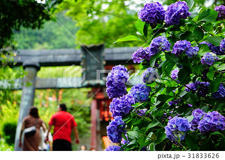 大平山のあじさい 大平山のあじさい 31833626
