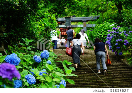 大平山のあじさい 31833627