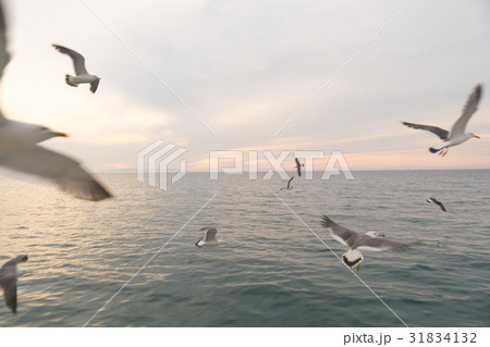 笹川流れ遊覧船からのウミネコ 31834132