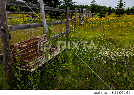 荒野の朽ちたベンチ 31834245