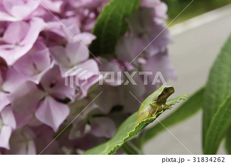 紫陽花の葉の上の蛙と桃色の花3 紫陽花の葉の上の蛙と桃色の花3 31834262
