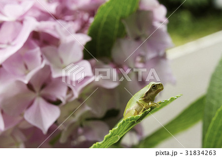 紫陽花の葉の上の蛙と桃色の花4 紫陽花の葉の上の蛙と桃色の花4 31834263