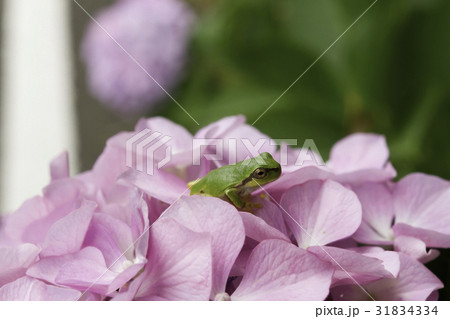 紫陽花の花の上のアマガエル 31834334