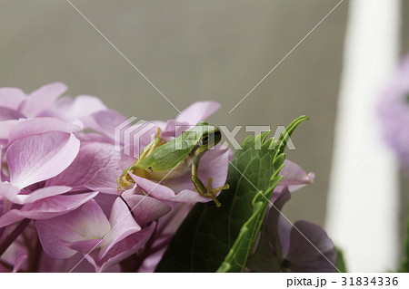 紫陽花の花の上のアマガエル3 紫陽花の花の上のアマガエル3 31834336