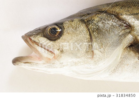 スズキ 鱸 頭部 白身で美味しい海の魚 大型化し釣りの対象として人気が高いの写真素材