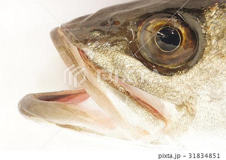 スズキ 鱸 口吻と魚眼 白身で美味しい海の魚 大型化し釣りの対象として人気が高いの写真素材