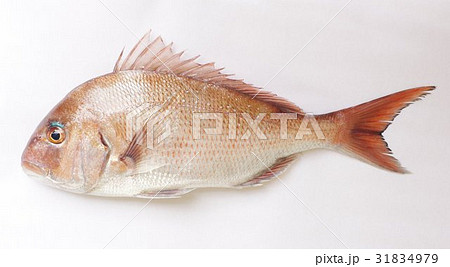 マダイ 真鯛 お祝い事に欠かせぬ魚 日本を代表する食用魚 釣りの人気も高いの写真素材