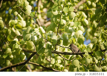 gray muscicapa striata in leaves on tree 31835331
