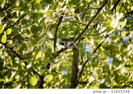 gray muscicapa striata in leaves on tree gray muscicapa striata in leaves on tree 31835348