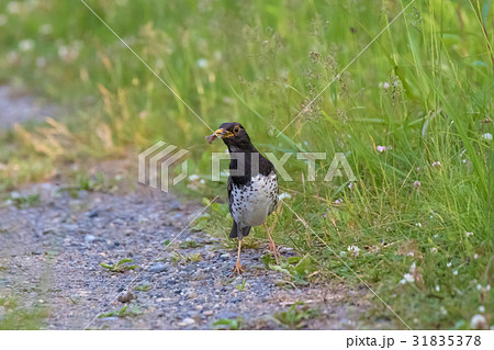 クロツグミ-Japanese Thrush クロツグミ-Japanese Thrush 31835378