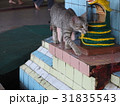 寺院の猫 31835543