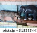 寺院の猫 31835544
