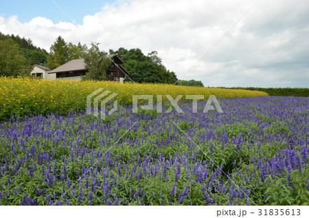 Lavender farm, Furano Hokkaido Lavender farm, Furano Hokkaido 31835613