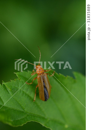 ウリハムシ・瓜葉虫 31835889