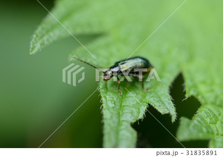 スゲハムシ・菅葉虫 スゲハムシ・菅葉虫 31835891