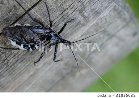 ヨコヅナサシガメ・横綱刺椿象 31836035