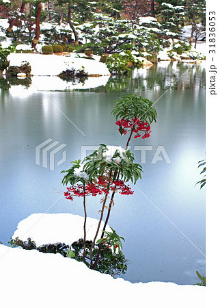 雪化粧の縮景園の赤い実 31836053