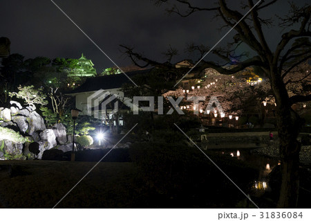 夜桜 丸岡城桜まつり 夜桜 丸岡城桜まつり 31836084