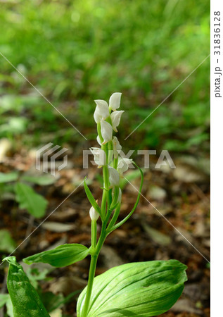 ギンラン・銀蘭 31836128