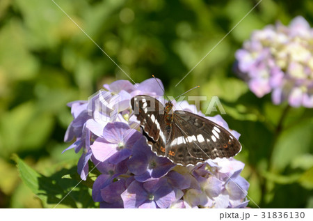 イチモンジチョウ・一文字蝶、表側 31836130