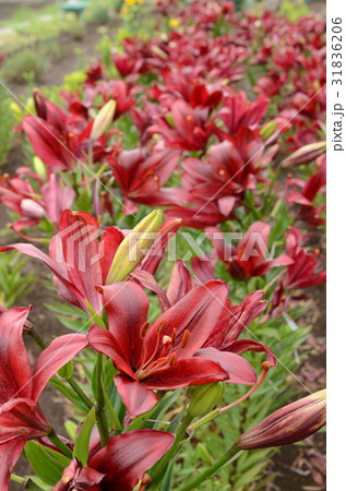 咲き誇るランディーニ 黒赤系の百合の花の写真素材 3166