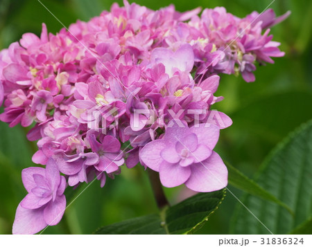 アジサイ 31836324