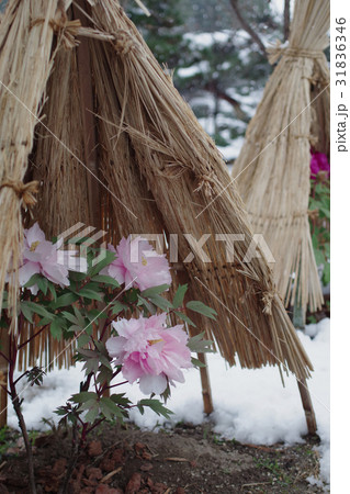 雪中の牡丹 31836346