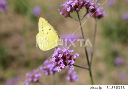 ヤナギハナガサ・柳花笠を吸蜜しているモンキチョウ・紋黄蝶 ヤナギハナガサ・柳花笠を吸蜜しているモンキチョウ・紋黄蝶 31836358