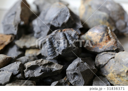 化石発掘体験 化石発掘体験 31836371