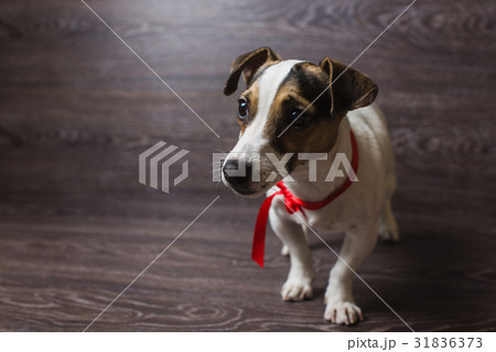 Jack Russell Terrier is posing Jack Russell Terrier is posing 31836373