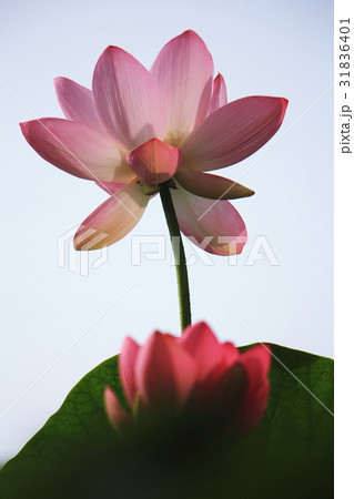 見上げるハス 31836401