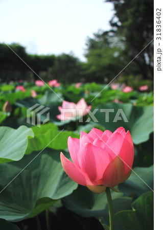 手前の大賀ハス 手前の大賀ハス 31836402