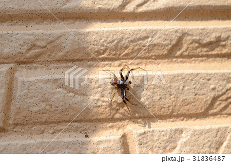ヤミイロカニグモ 闇色蟹蜘蛛の写真素材
