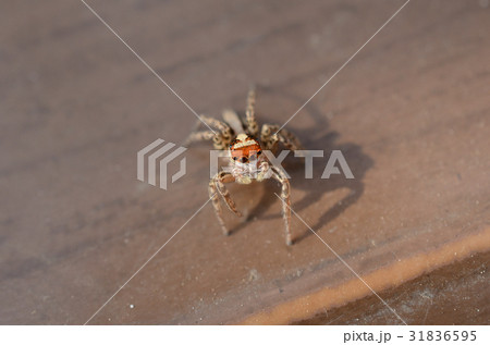 Misu Fly Trium Three Muscle Spider Stock Photo