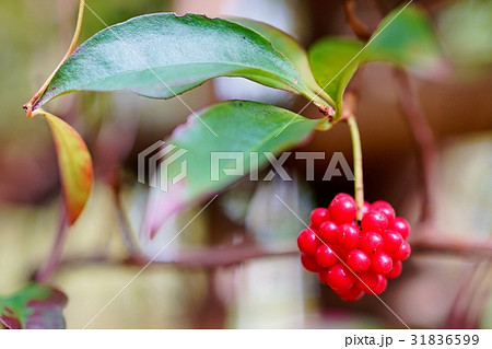 サネカズラの実 31836599