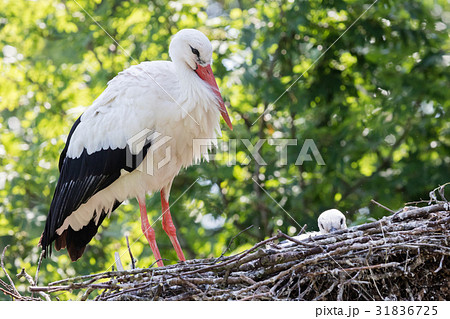 White stork sitting on a nest 31836725
