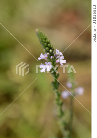 クマツヅラ・熊葛 クマツヅラ・熊葛 31836813