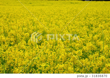 春の華 春の華 31836870