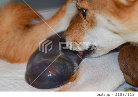 柴犬の出産 31837118