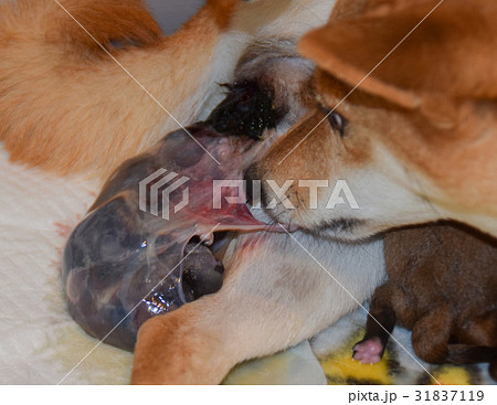 柴犬の出産 柴犬の出産 31837119